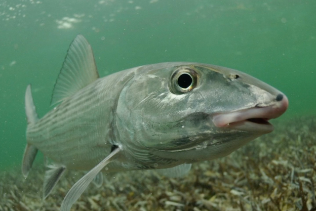 Un estudio de tres años de macabí en Florida encontró un promedio de siete fármacos por pez
