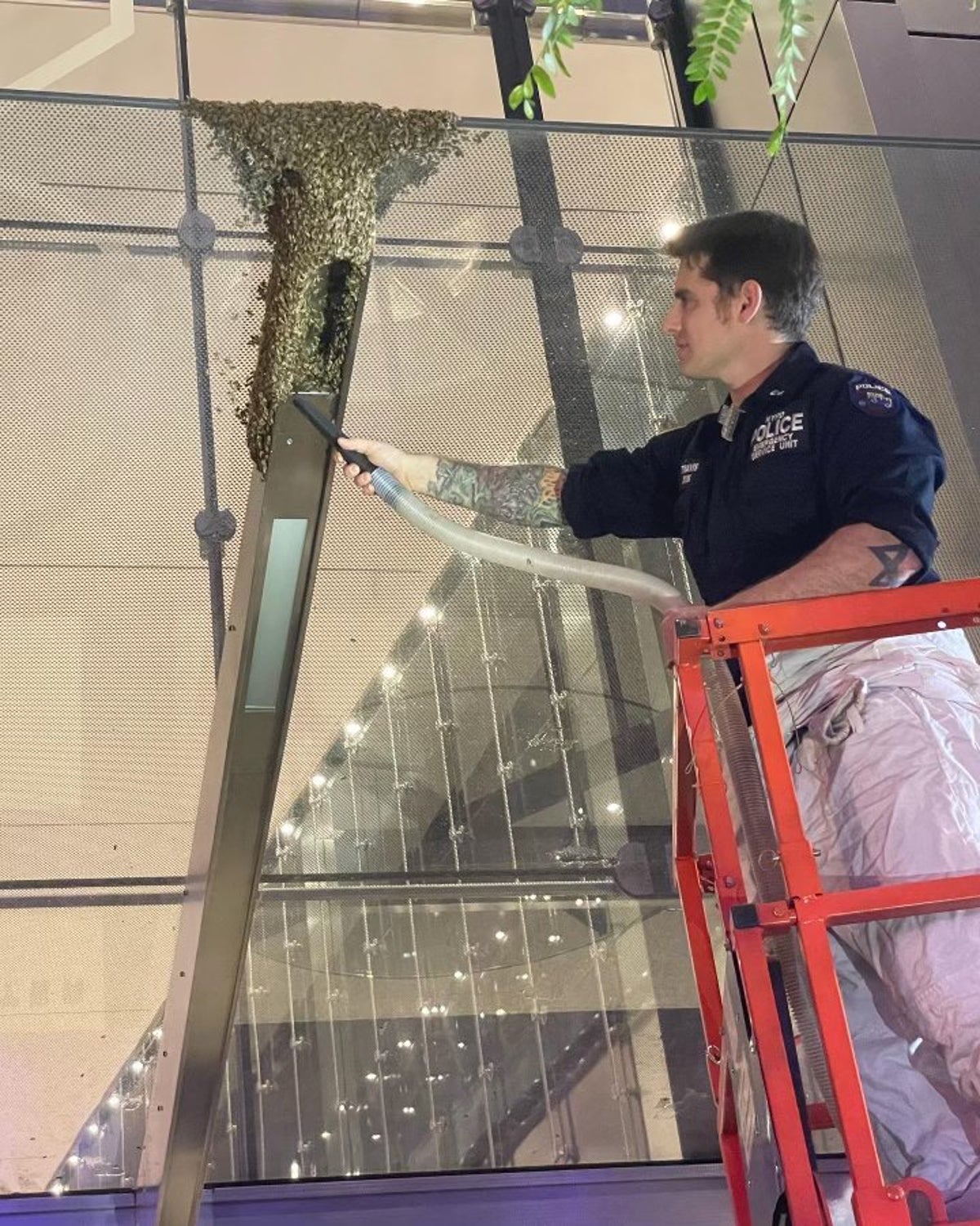 New York City detective removes 8,000 bees from side of World Trade Center building