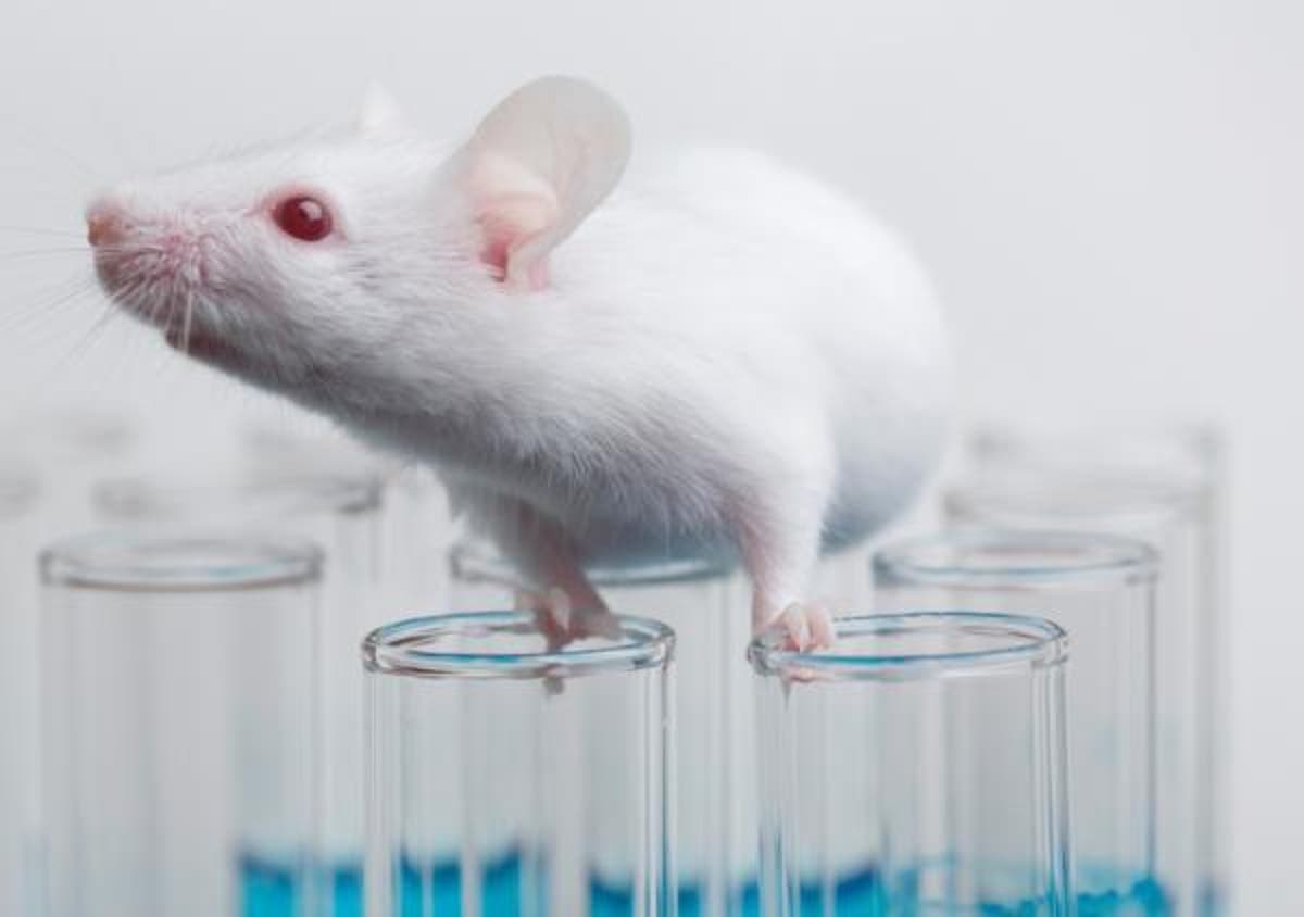 Scientists develop ‘vampire’ technique to make old mice live longer with young blood
