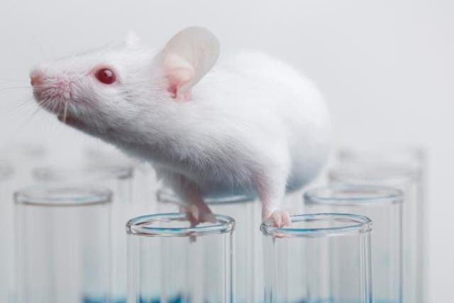 <p>Scientists studied the mice for over five years to identify the mechanisms behind ageing and rejuvenation</p>