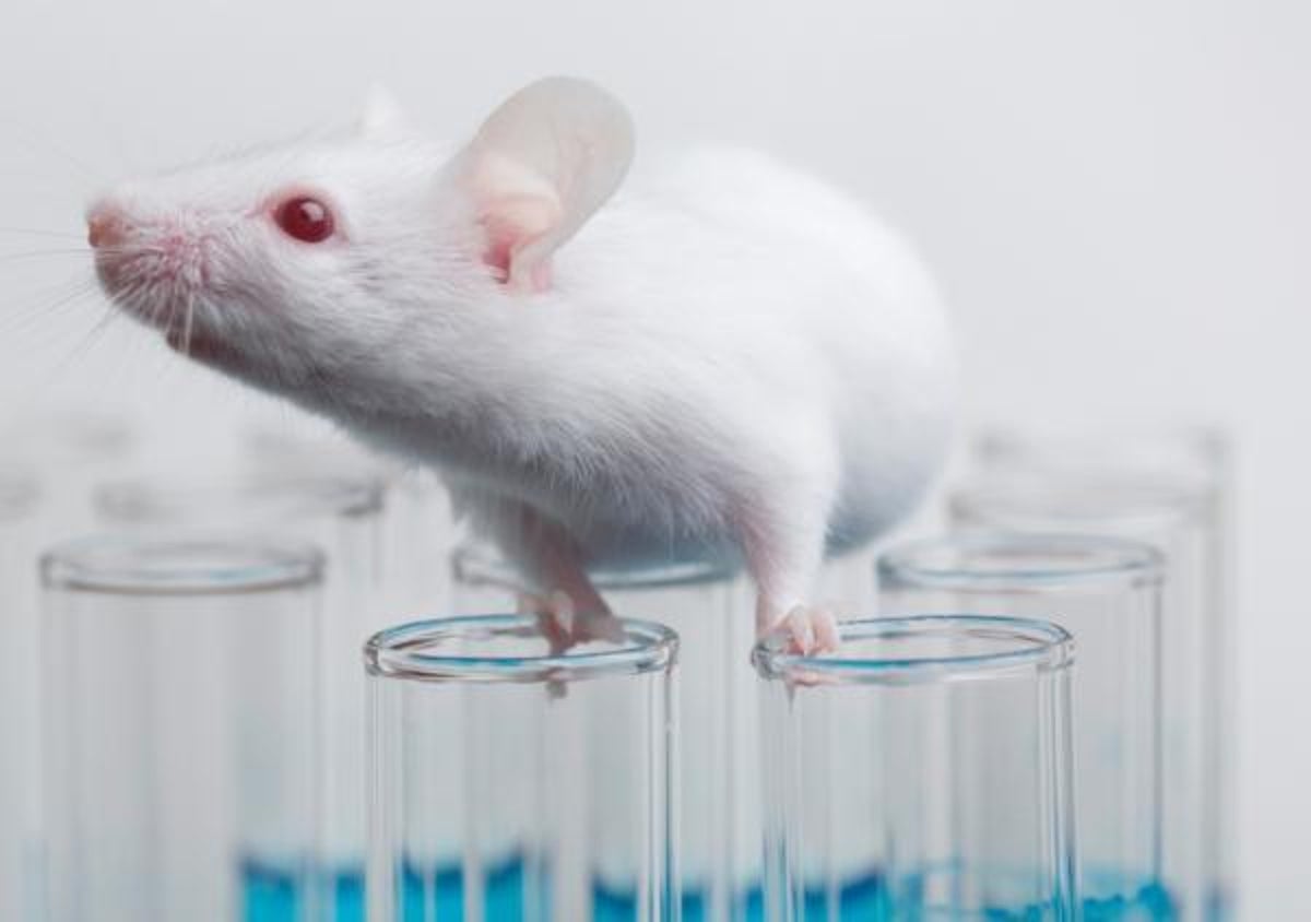 Chinese scientists develop ‘vampire’ technique to make old mice live longer with young blood