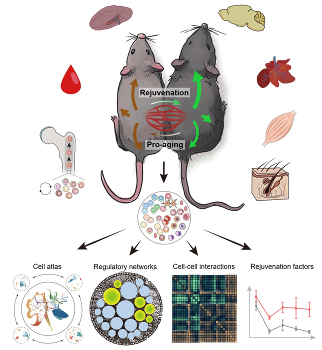 Systematic biology study on how young blood promotes the rejuvenation of multiple tissues and organs