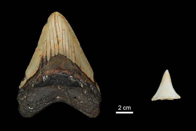 Great white sharks may have contributed to megalodon extinction, study suggests (MPI for Evolutionary Anthropology/PA)