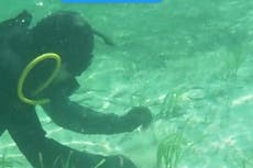 Researchers find world’s largest plant in Australia after mistaking it for giant underwater meadow