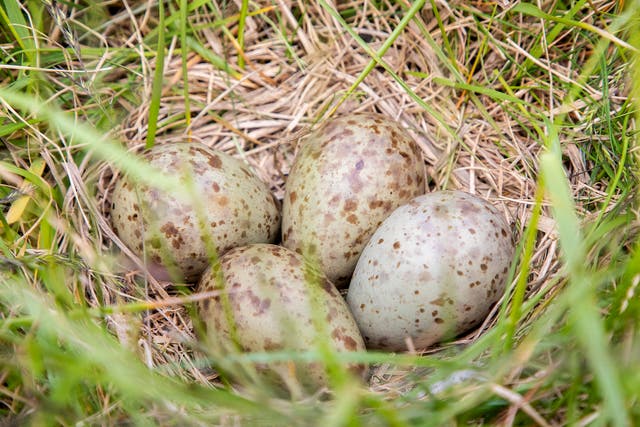 A clutch of four curlew eggs at RAF Waddington (Natural England/PA)
