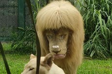 Mane attraction: Chinese zoo denies giving lion a haircut with a fringe