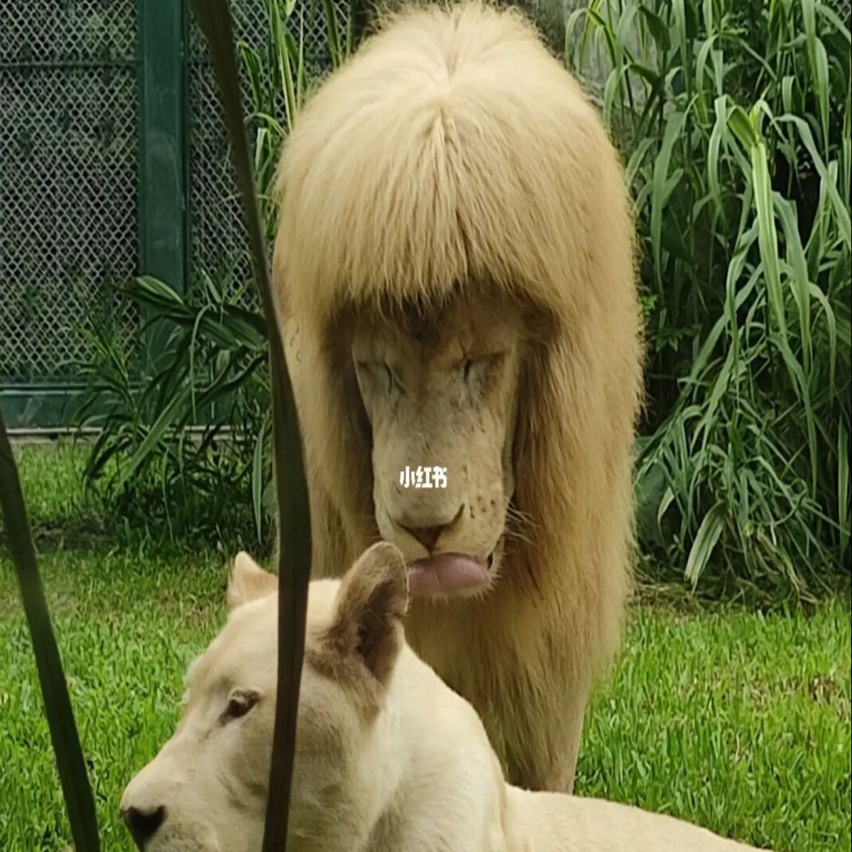 The mane attraction: Chinese zoo denies giving lion a haircut with a fringe  | The Independent