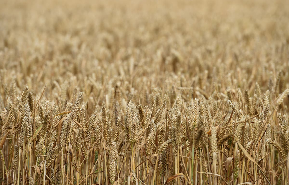 Ukrainian MP issues famine warning as she urges action on blocked ports