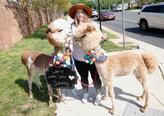 A shouting spectator, Camille Vasquez and alpacas: Unlikely cult celebrities of Johnny Depp v Amber Heard