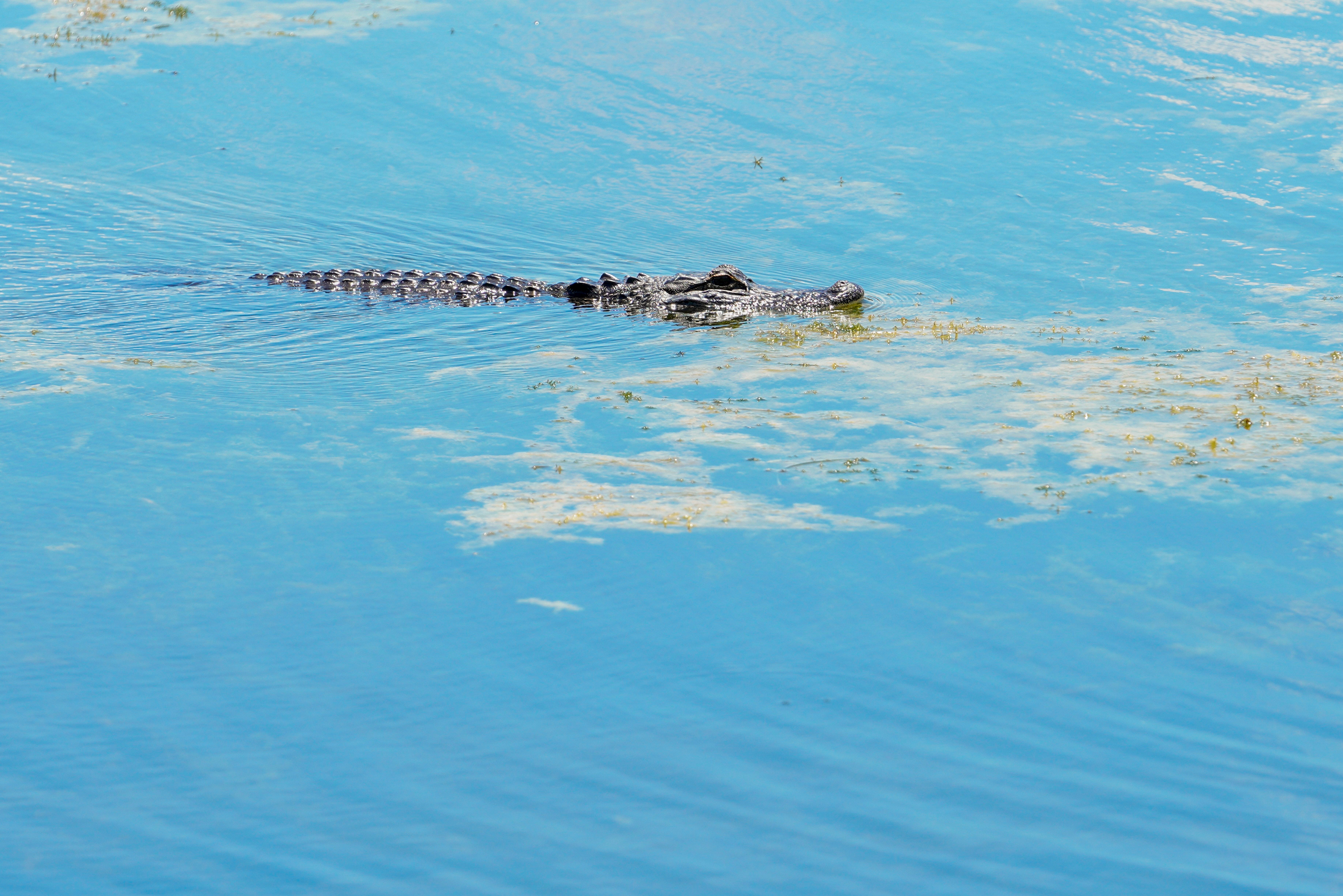 An alligator swims in Taylor Lake near the scene where a man was found dead after going into the water to retrieve lost disc golf discs at John S. Taylor Park, Tuesday, May 31, 2022 in Largo, Fla