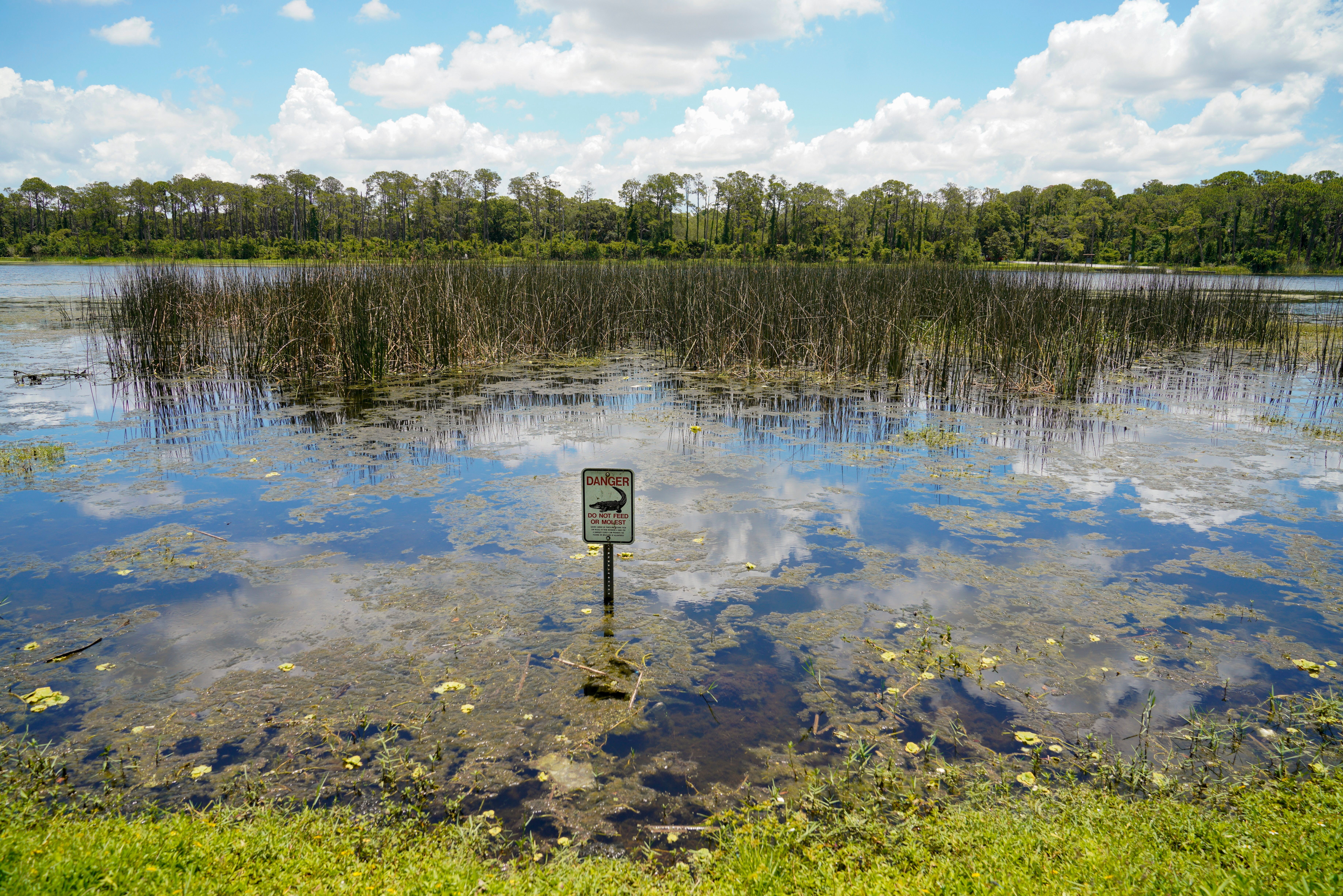 An alligator warning sign is posted in waters near the scene where a man was found dead after going into the lake to retrieve lost disc golf discs at John S. Taylor Park, Tuesday, May 31, 2022 in Largo, Fla