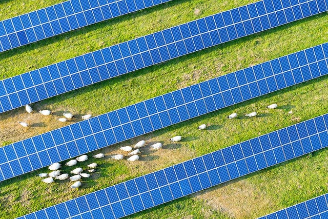 <p>Merino sheep in Australia saw improvements in their fleeces when grazing among solar panel arrays</p>
