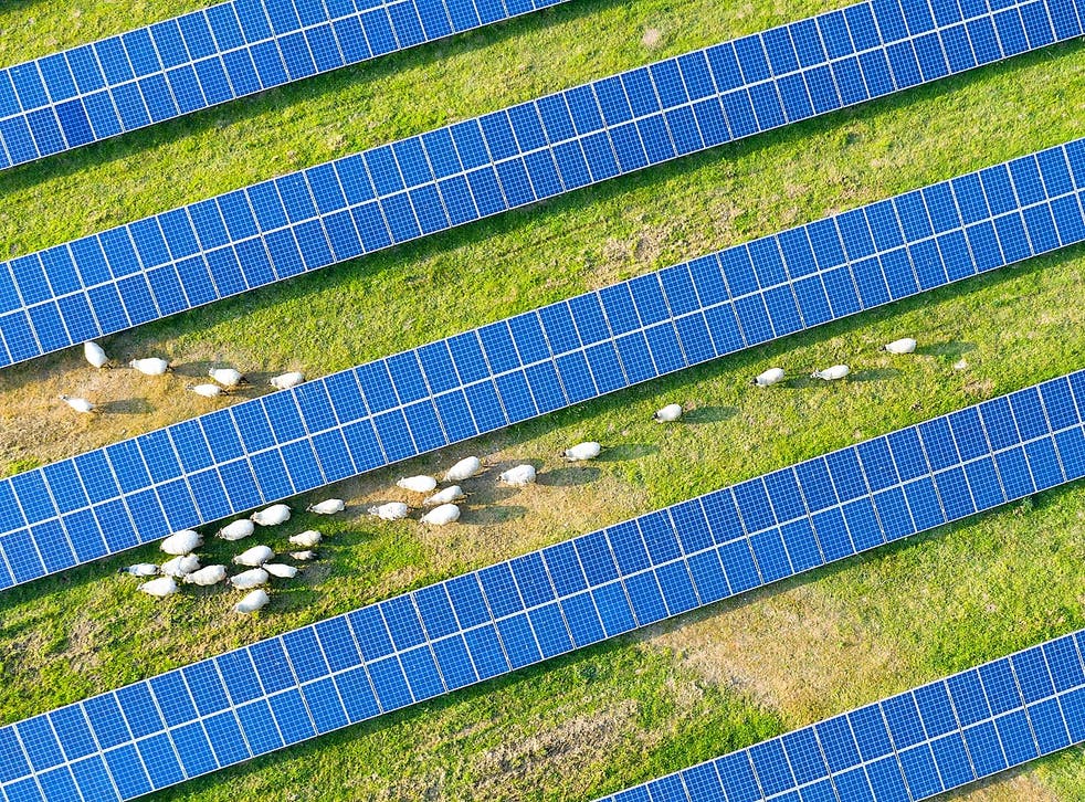 <p>Merino sheep in Australia saw improvements in their fleeces when grazing among solar panel arrays</p>
