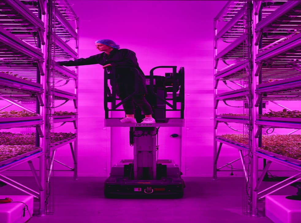 <p>A vertical farm is essentially layers of plants growing on trays, stacked vertically with pipes delivering water, feed and nutrients to the plants, the company said</p>