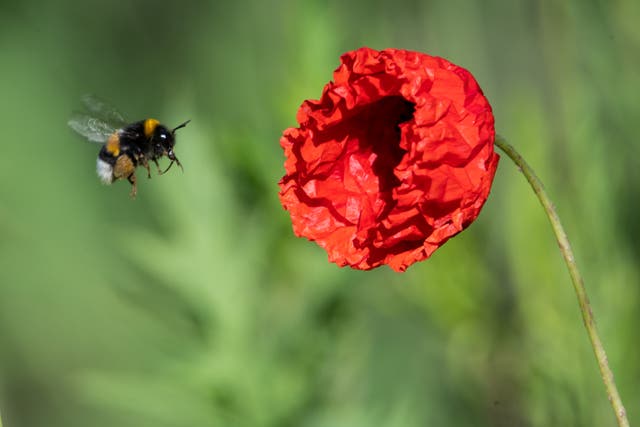 A bee in Germany