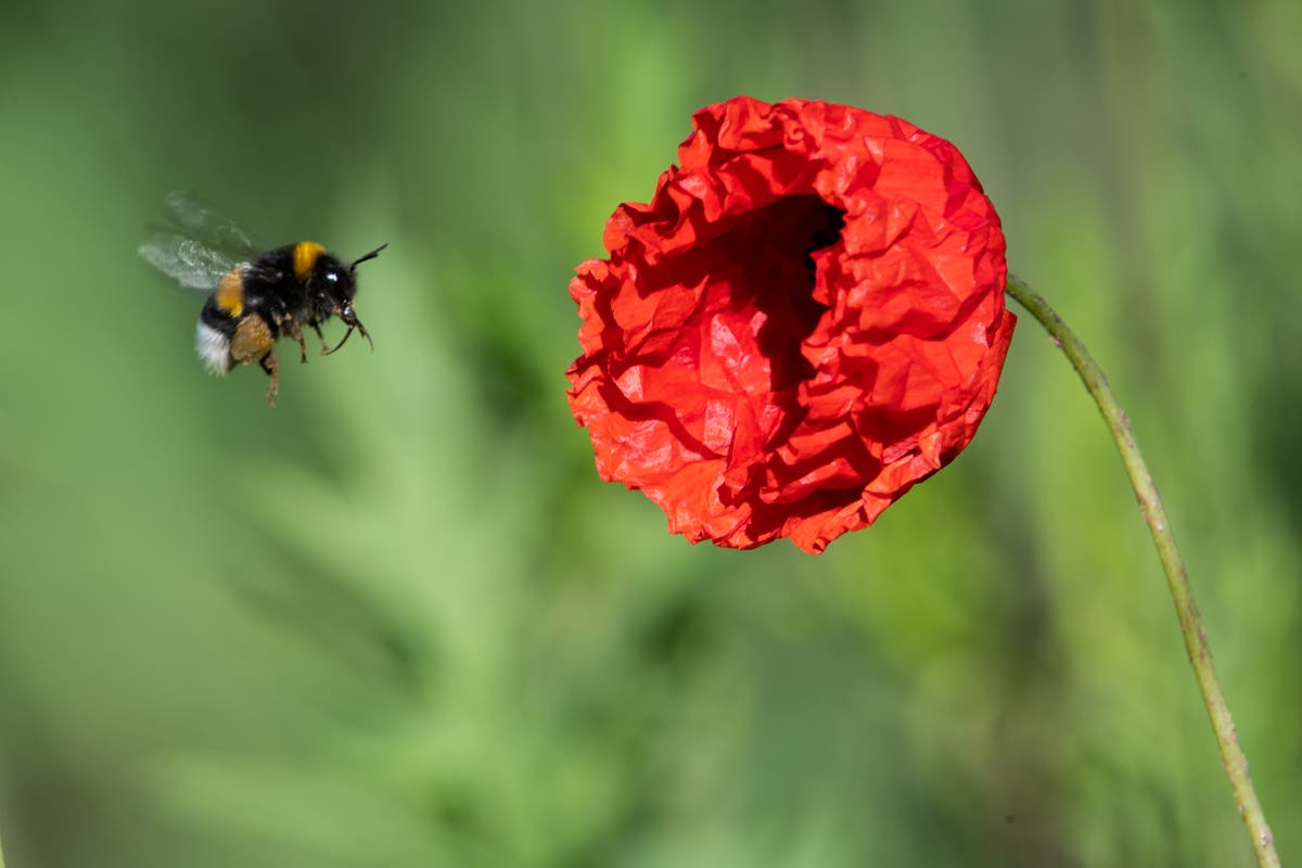 Der Richter entschied, dass Bienen rechtlich gesehen Fische sein können