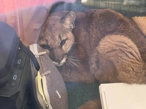 A mountain lion wandered into a California high school classroom and was found curled up under a desk