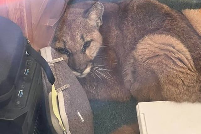<p>A mountain lion wandered into a California high school classroom and was found curled up under a desk</p>