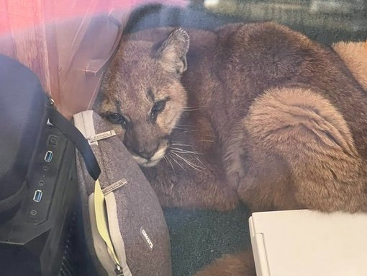 Mountain lion wanders into California high school and curls up under desk