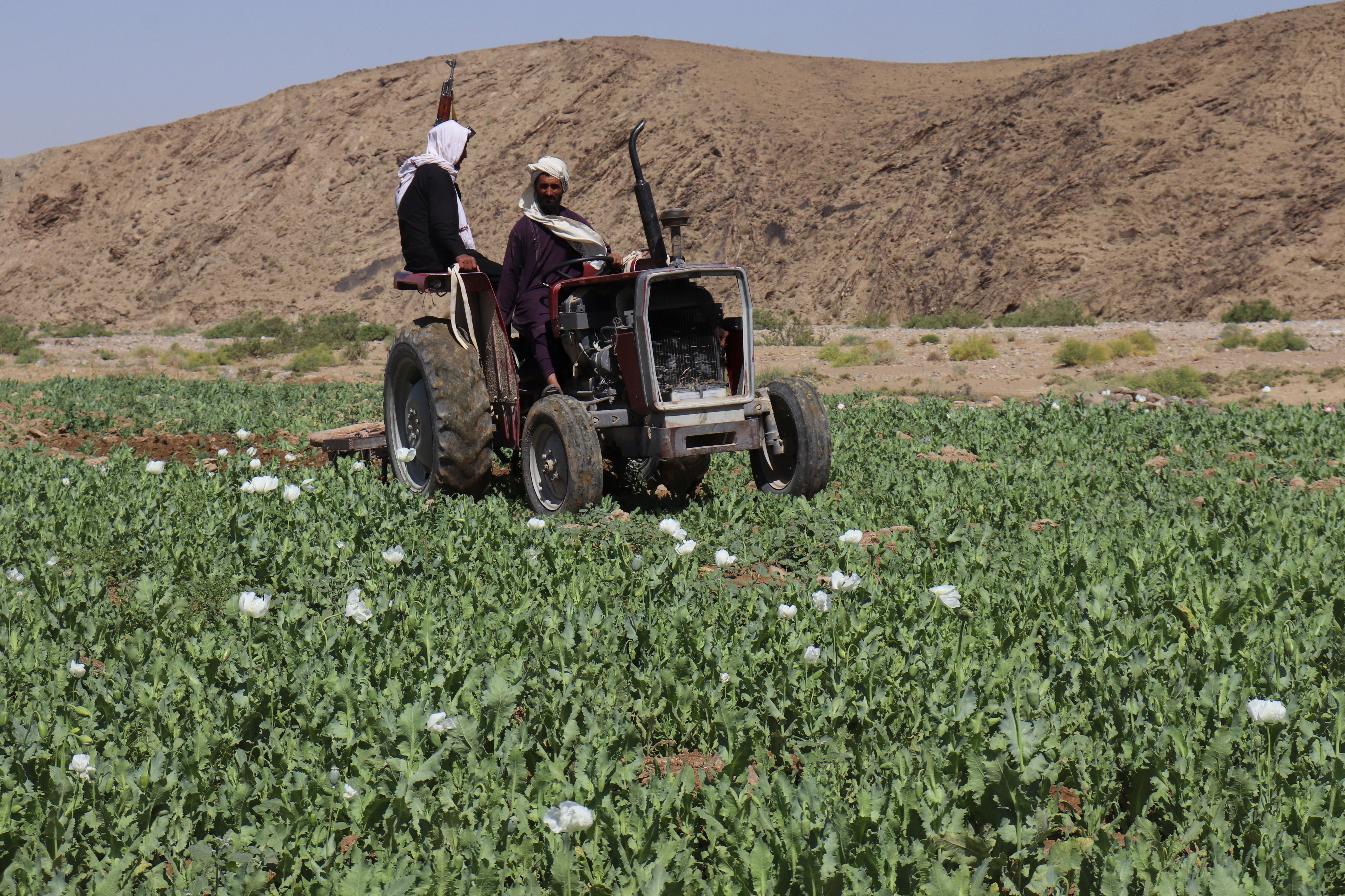 Afghanistan Poppy Eradication