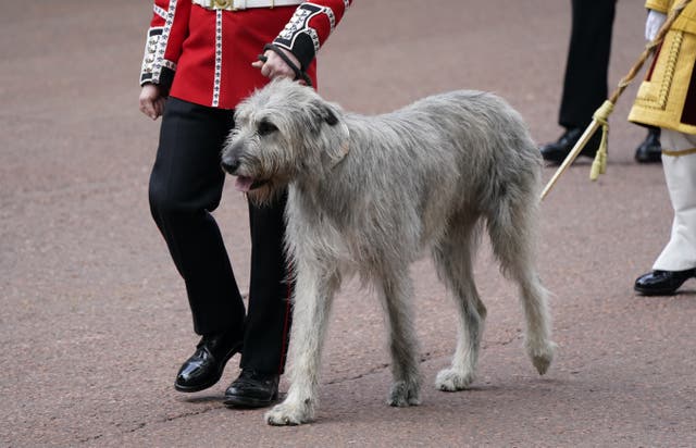 Seamus the Irish wolfhound, the regimental mascot of the Irish Guards (Andrew Matthews/PA)