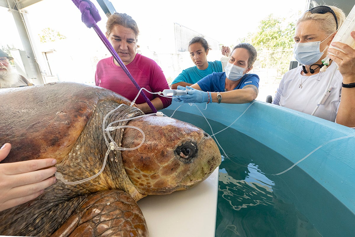 Sea turtle delivers eggs, endures surgery after shark attack