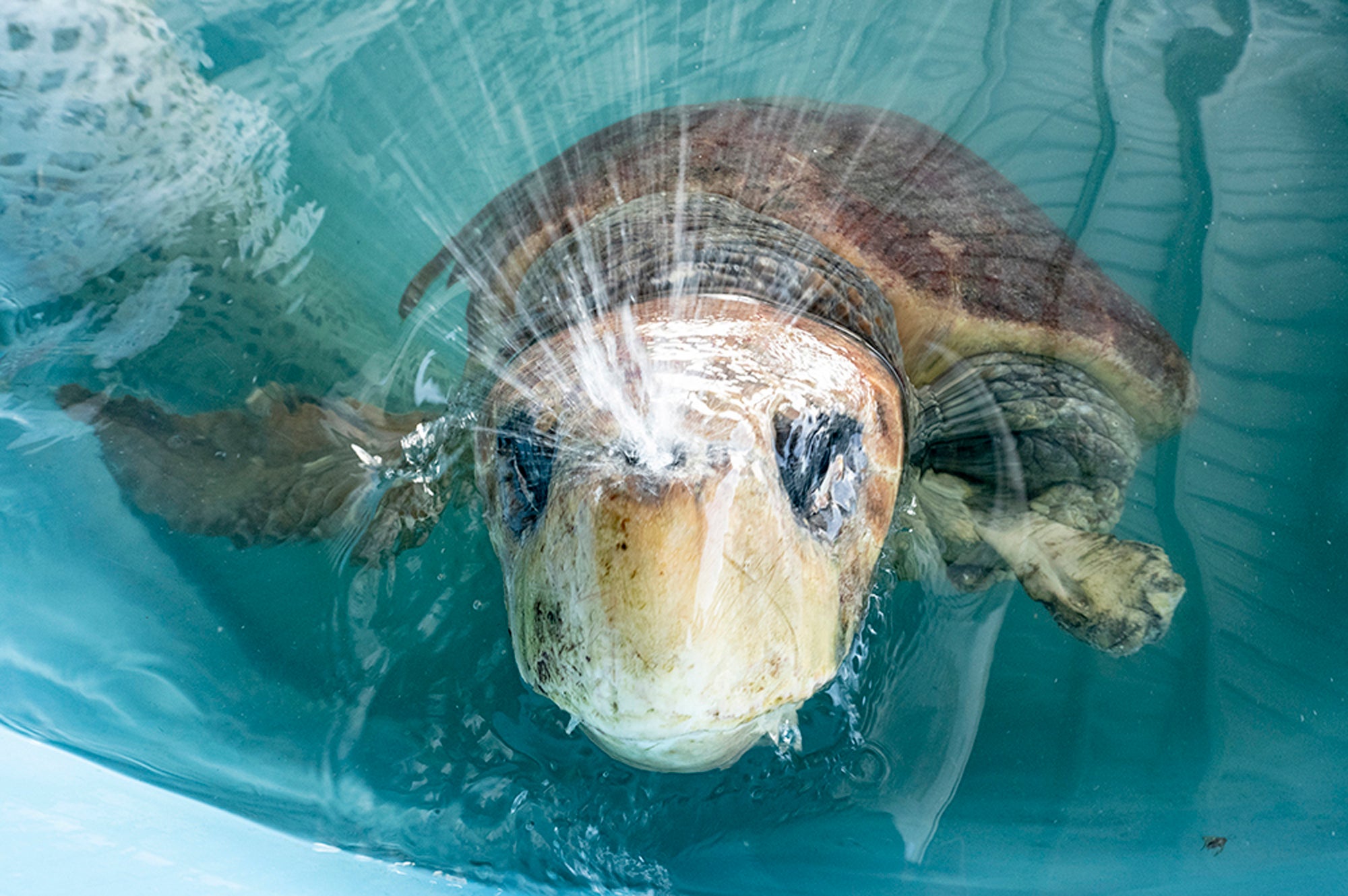 Sea Turtle-Shark Bite