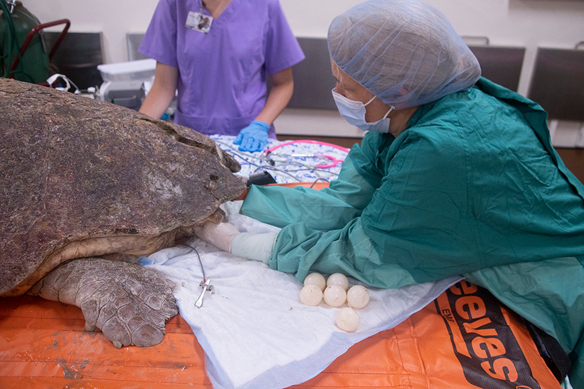 Sea Turtle Shark Bite
