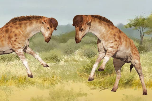 <p>A rendering of a newly discovered ancient species related to giraffes with ‘helmets’ likely used for headbutting</p>