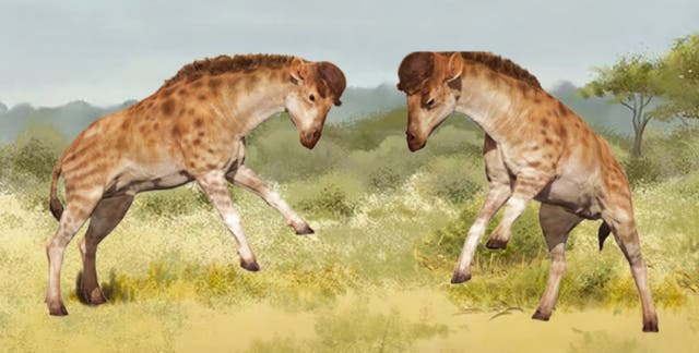 <p>A rendering of a newly discovered ancient species related to giraffes with ‘helmets’ likely used for headbutting</p>