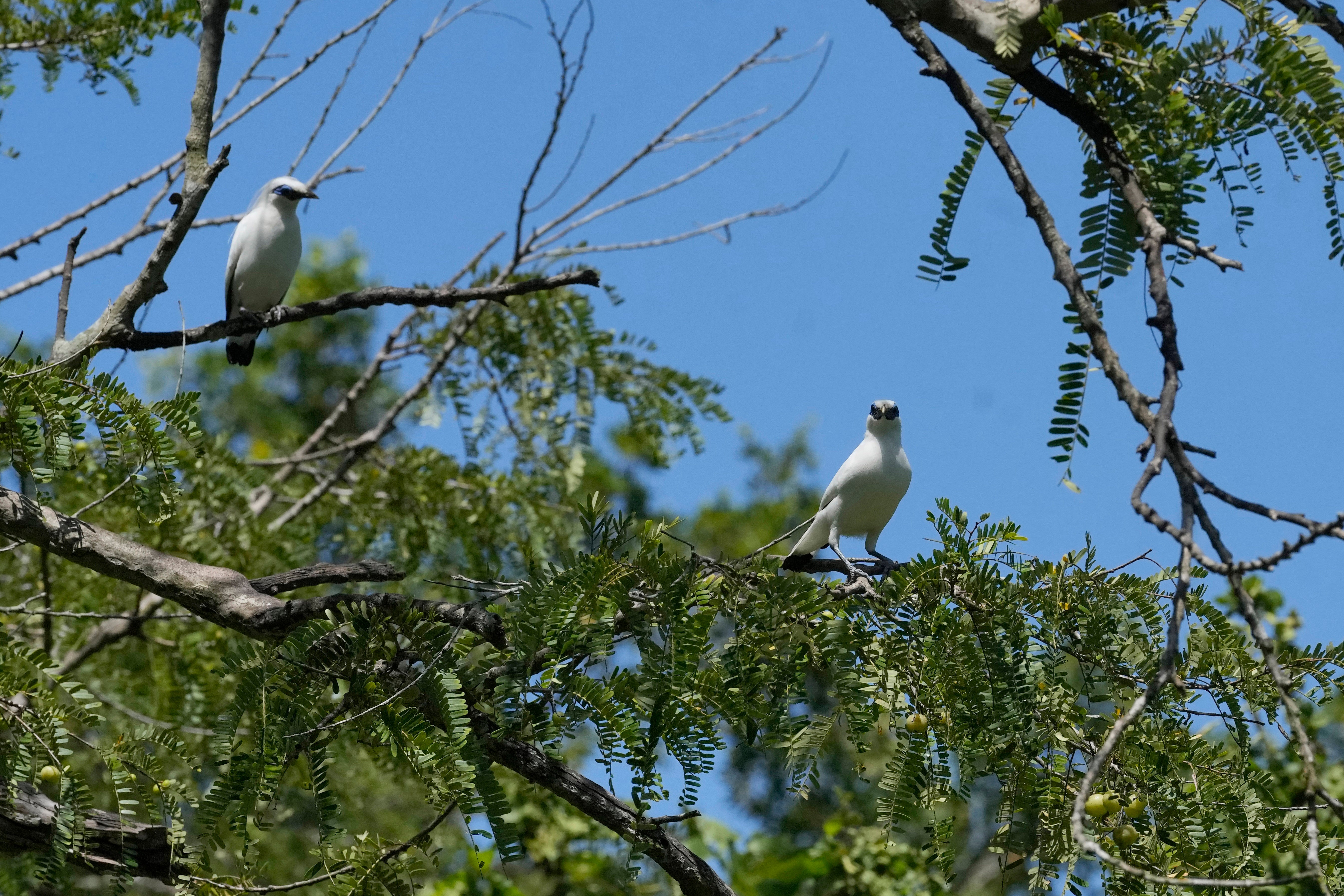 Indonesia Conservation Bali Mynah