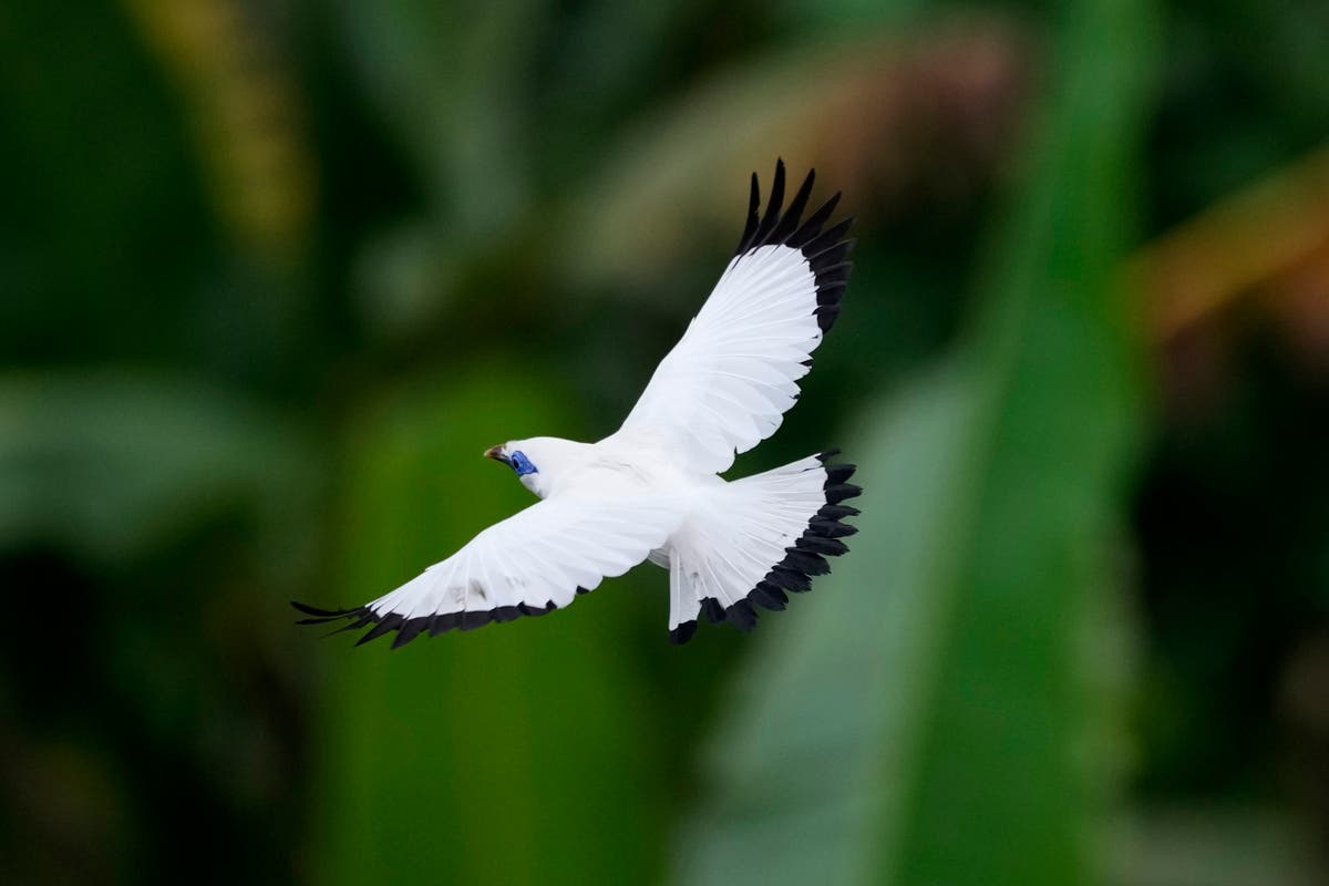 In Bali, bird sellers help endangered mynah make a comeback