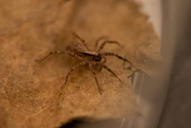 <p>Male wolf spiders encountering a receptive female would unleash an ‘appendage-scraping, abdomen-quivering, leg-tapping’ performance, scientists say </p>