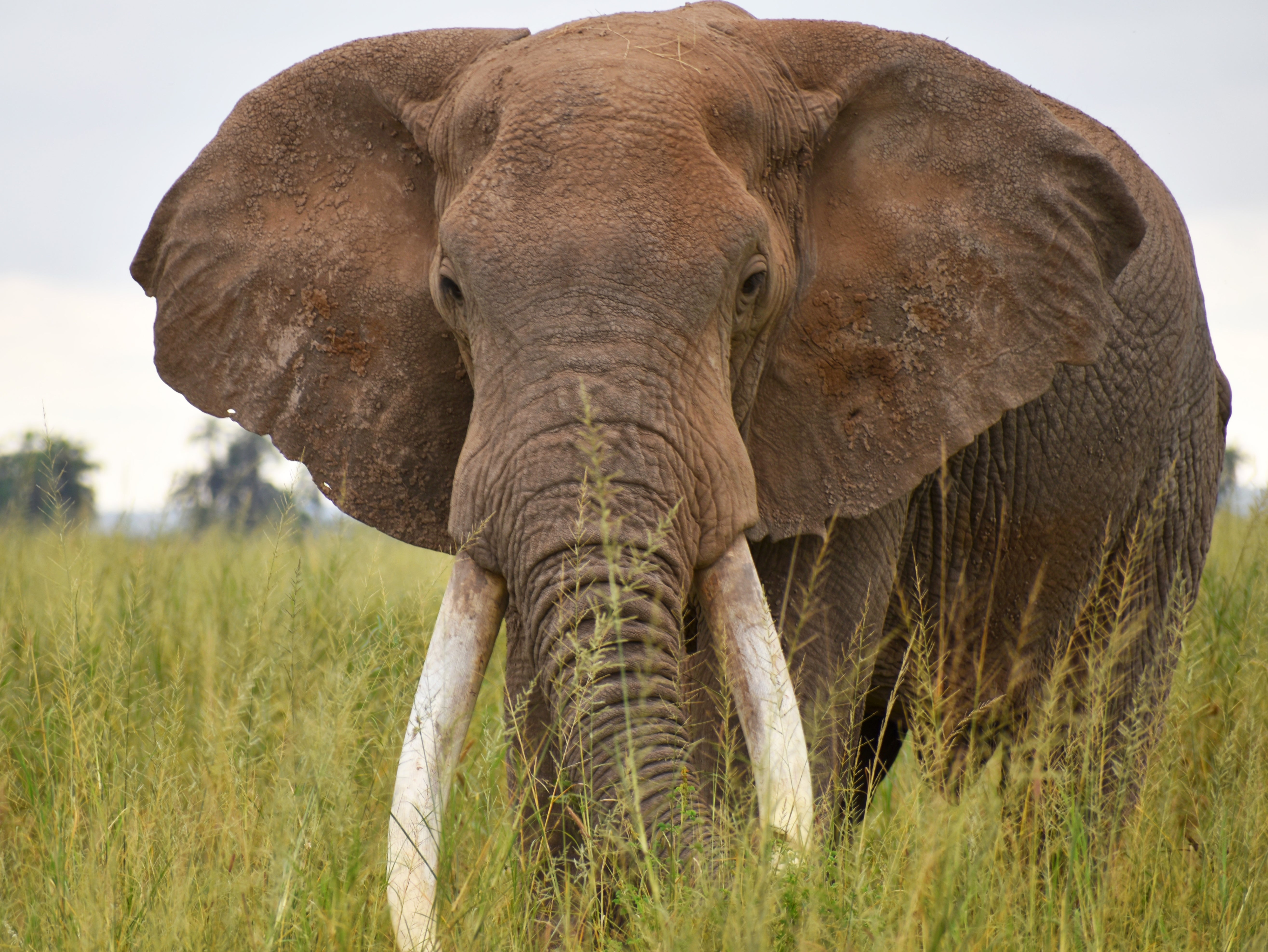 It is estimated that 20,000 elephants are killed for their tusks each year