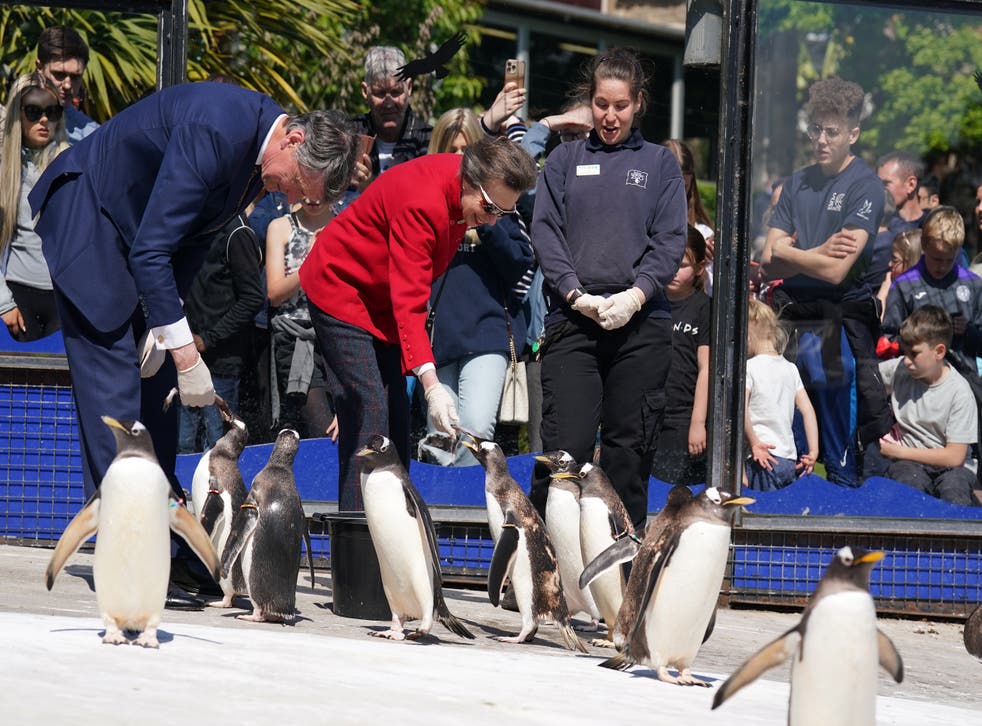 The Princess Royal fed penguins at the zoo (Andrew Milligan/PA)