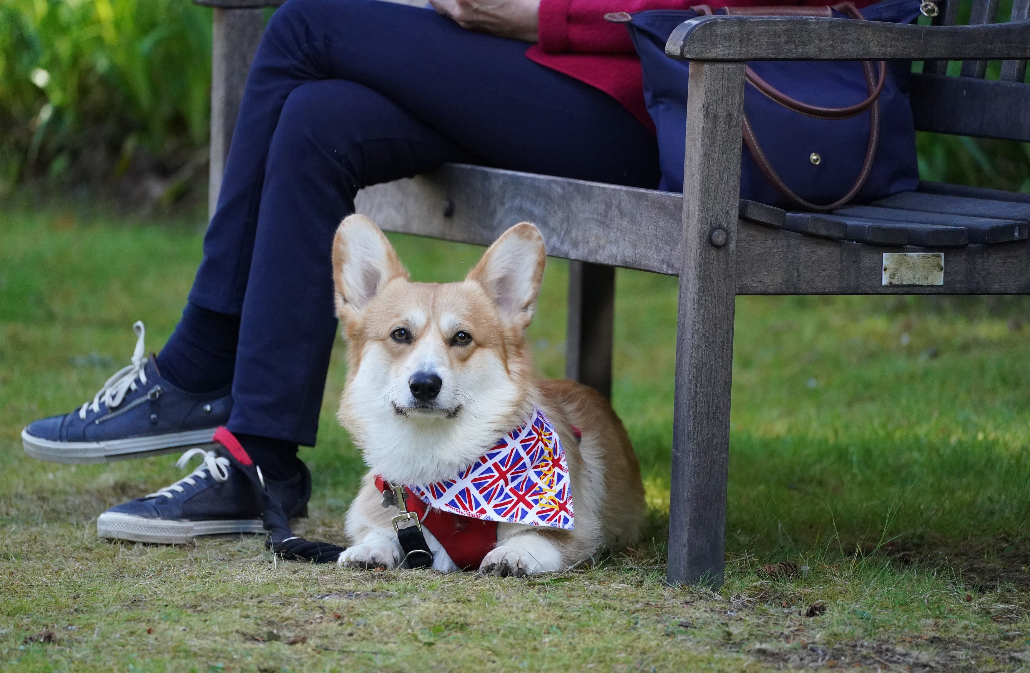 A corgi at Balmoral during an event with the Corgi Society of Scotland