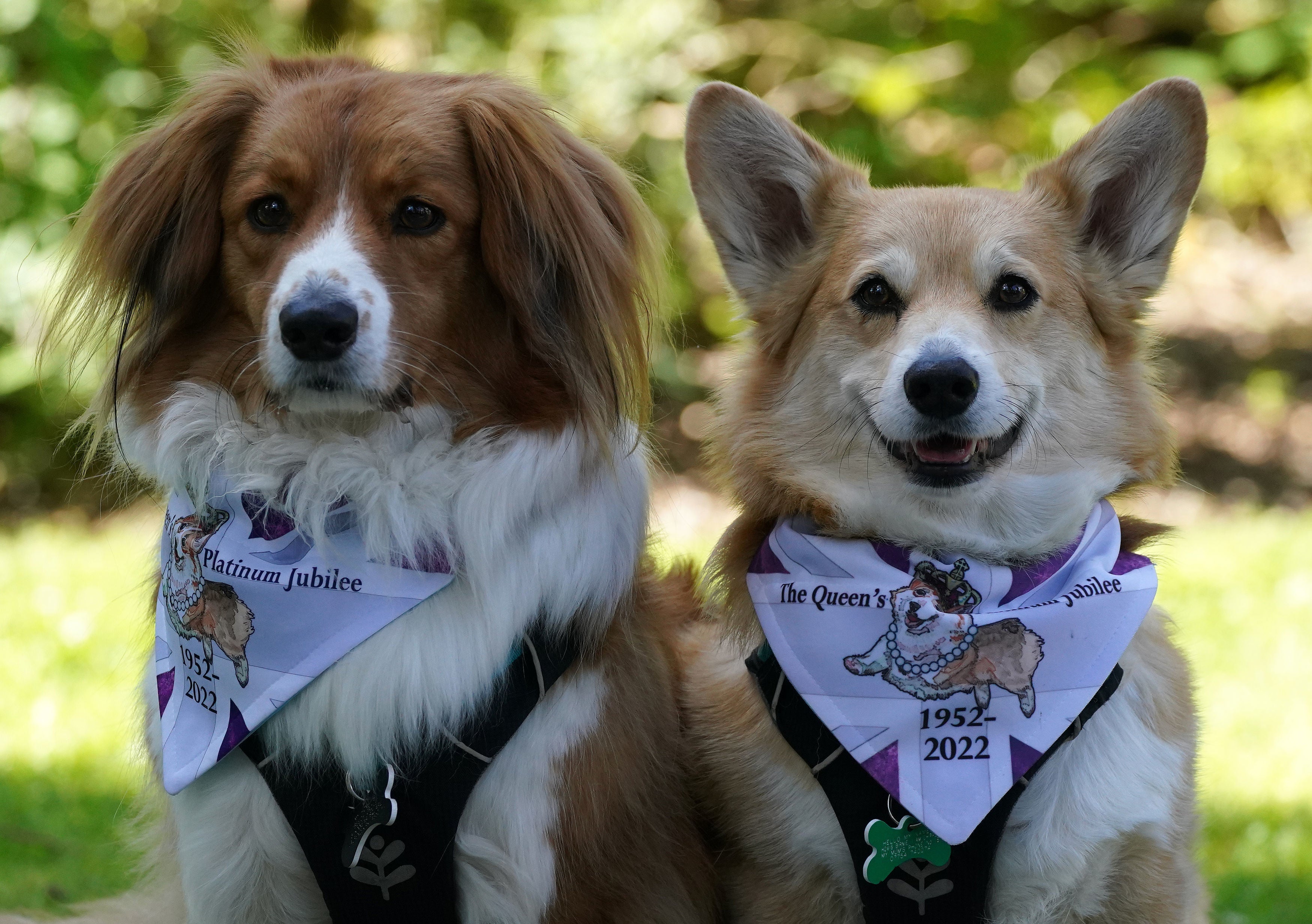 Corgis Bradley and Hovis at Balmoral during an event with the Corgi Society of Scotland to mark Queen Elizabeth II’s Platinum Jubilee