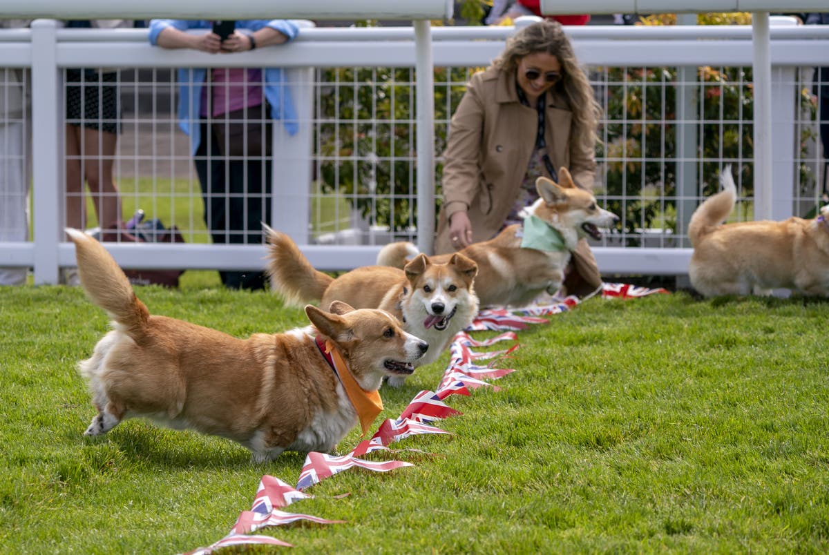 Dogs take part in ‘corgi derby’ at racecourse for Queen’s Platinum Jubilee