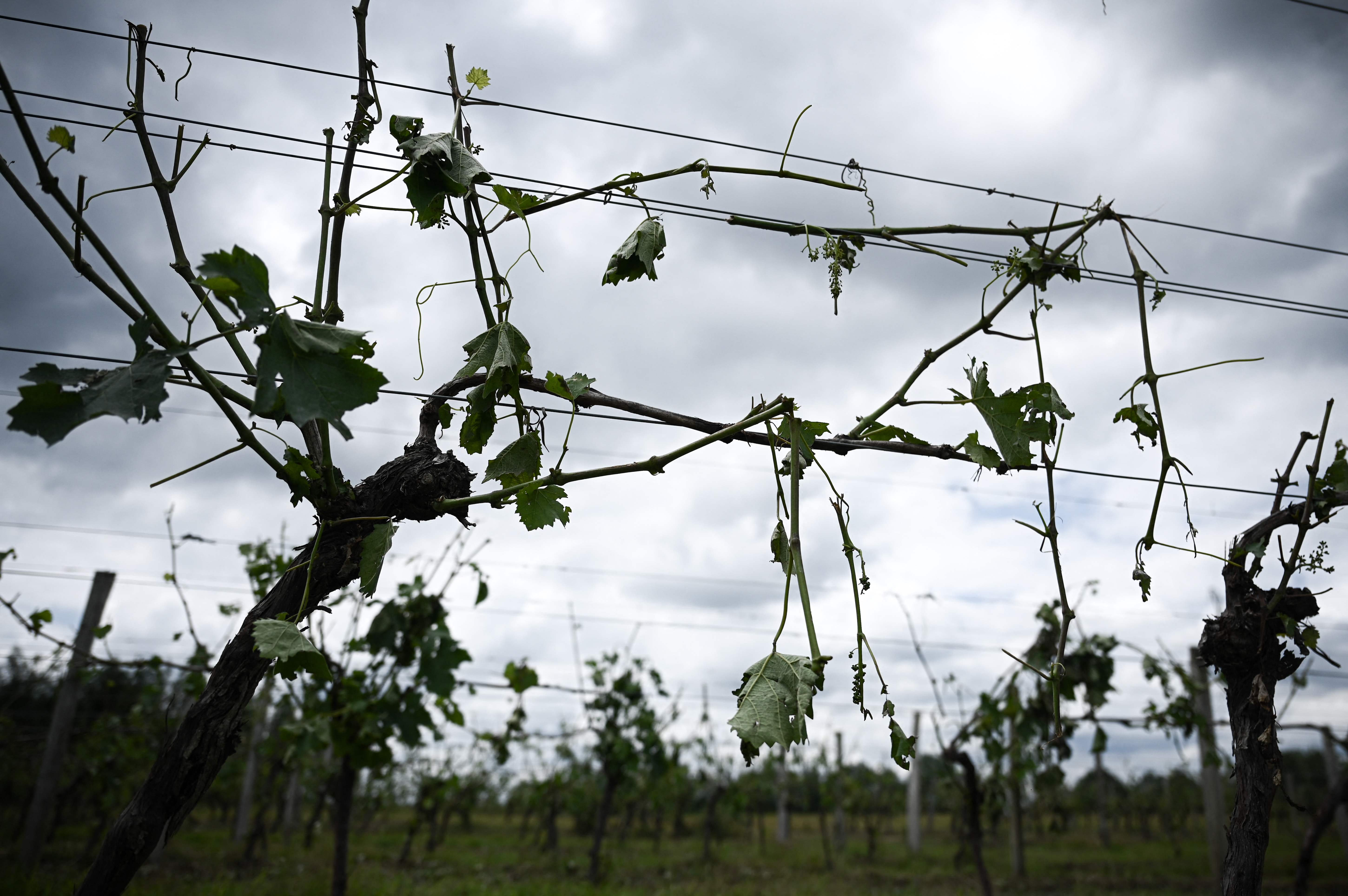 A vineyard damaged by a hailstorm in Le Freche some 24kms from Mont-de-Marsan, southwestern France