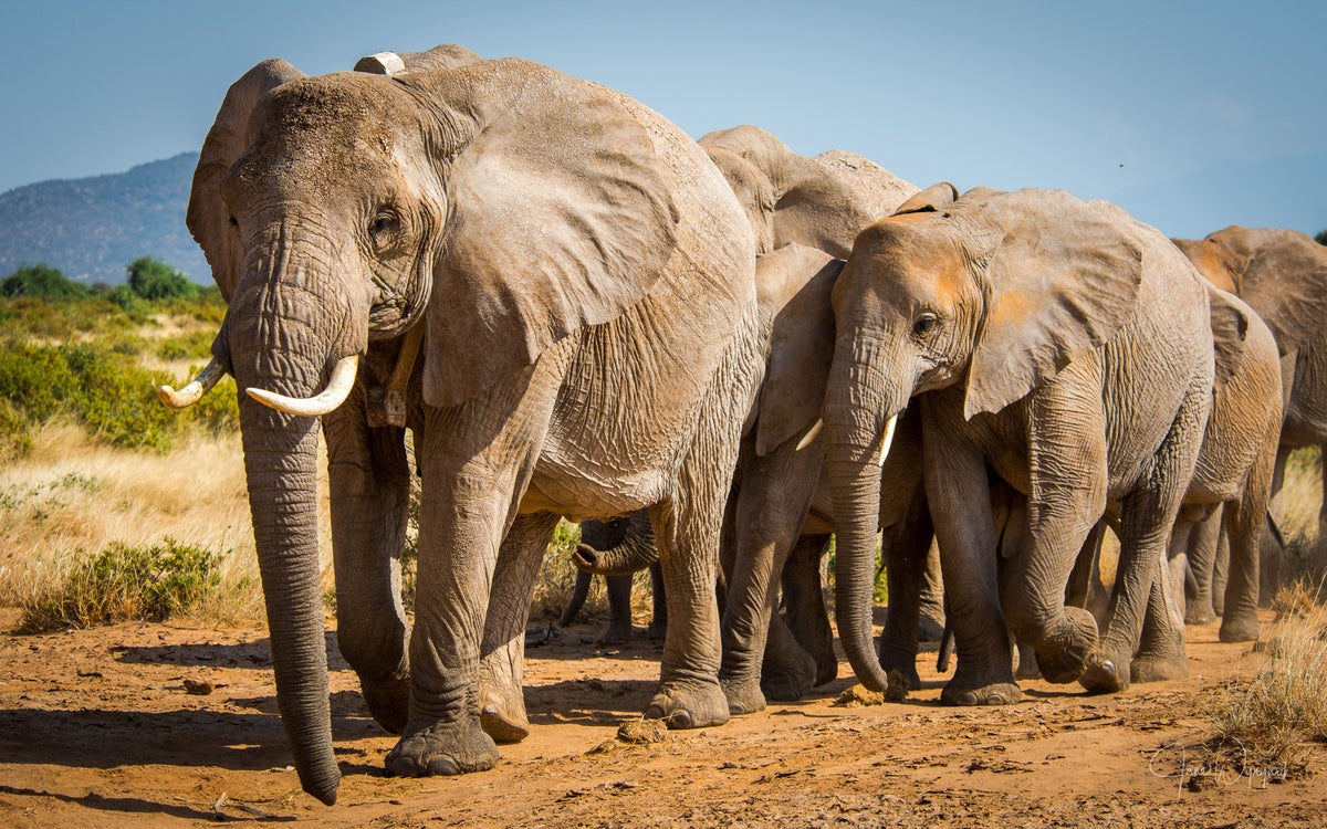 UK ban on trade of ivory takes effect in ‘conservation victory’ for elephants