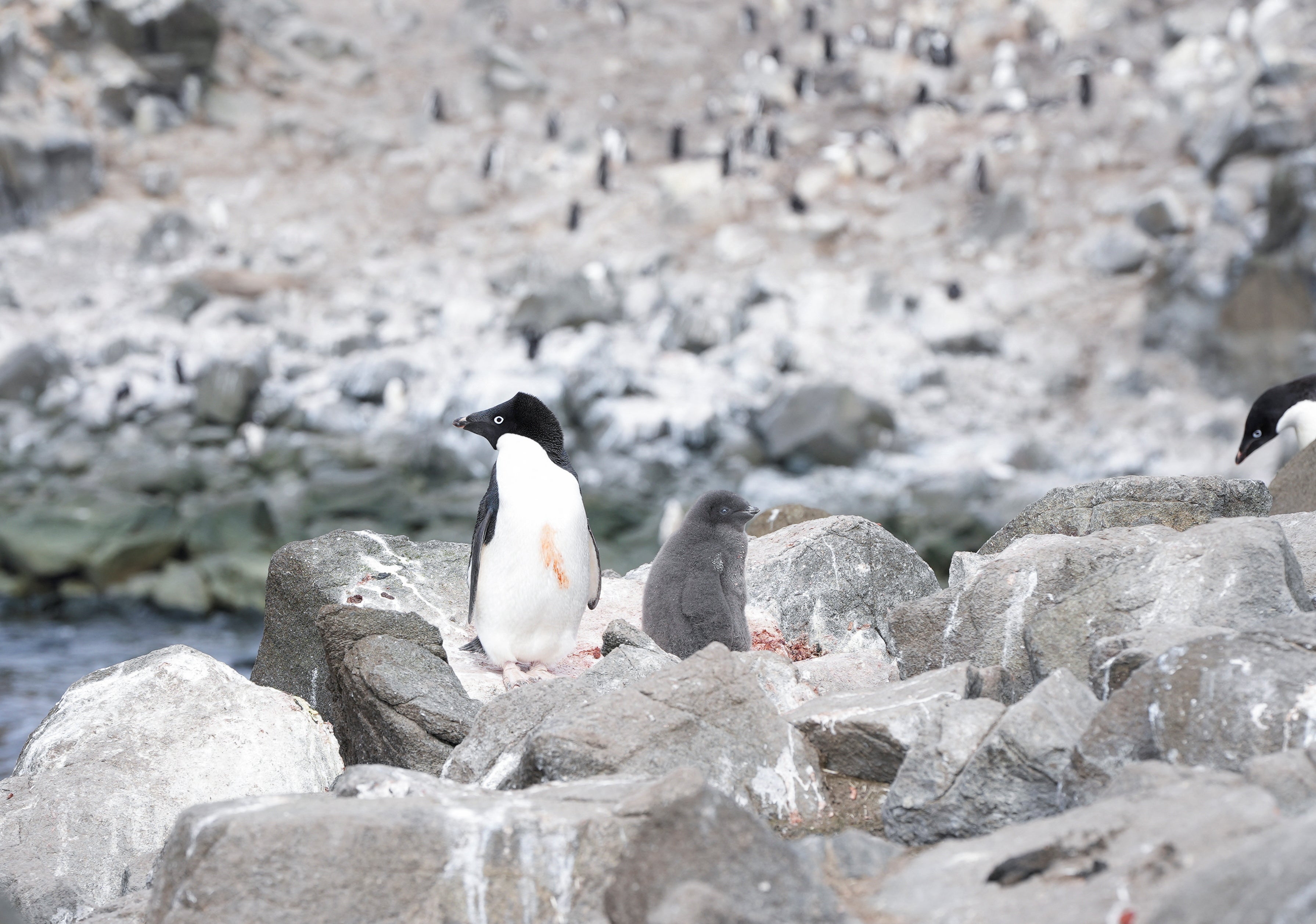 A penguin colony on the eastern side of the Antarctic peninsula
