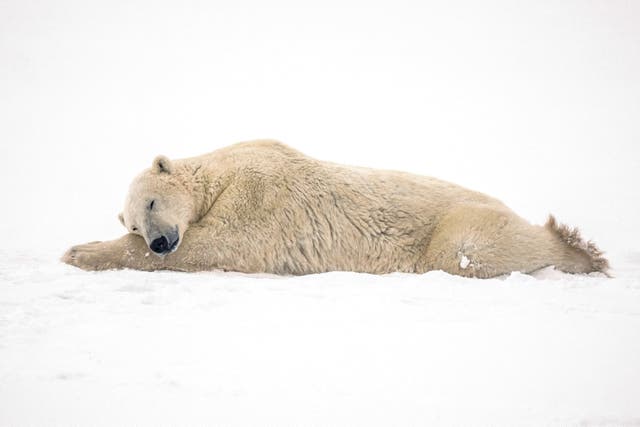 <p>A polar bear in Canada. Researchers have found more evidence of ancient interbreeding between polar bears and grizzly bears</p>