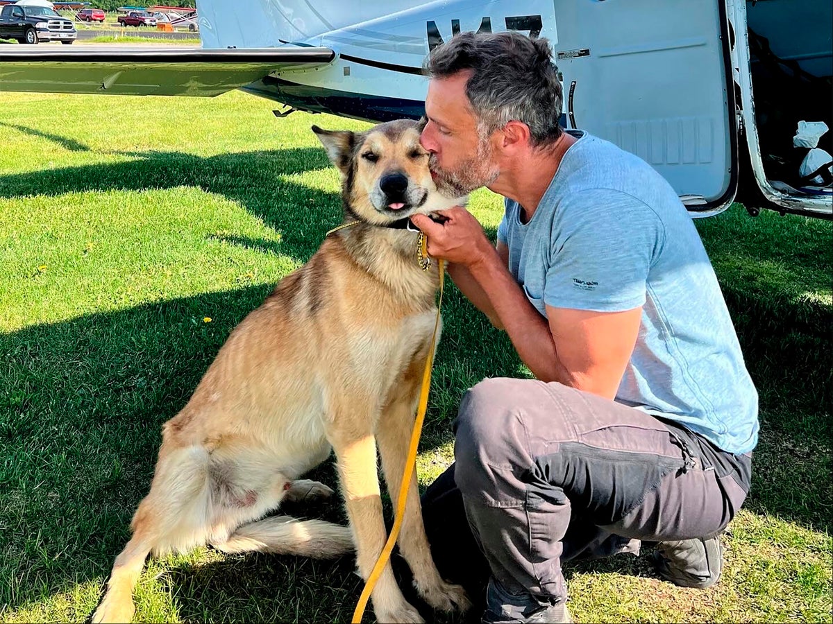 Kaybolan İditarod köpeği üç ay ortadan kaybolduktan sonra sağlıklı bulundu