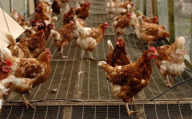 Researchers have found evidence that chickens were initially regarded as exotica (Chris Radburn/PA)
