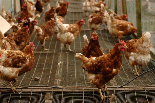 Researchers have found evidence that chickens were initially regarded as exotica (Chris Radburn/PA)