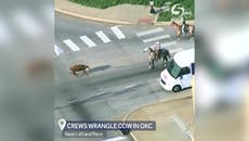 Cow escapes, flees down highway, gets lassoed by cowboys