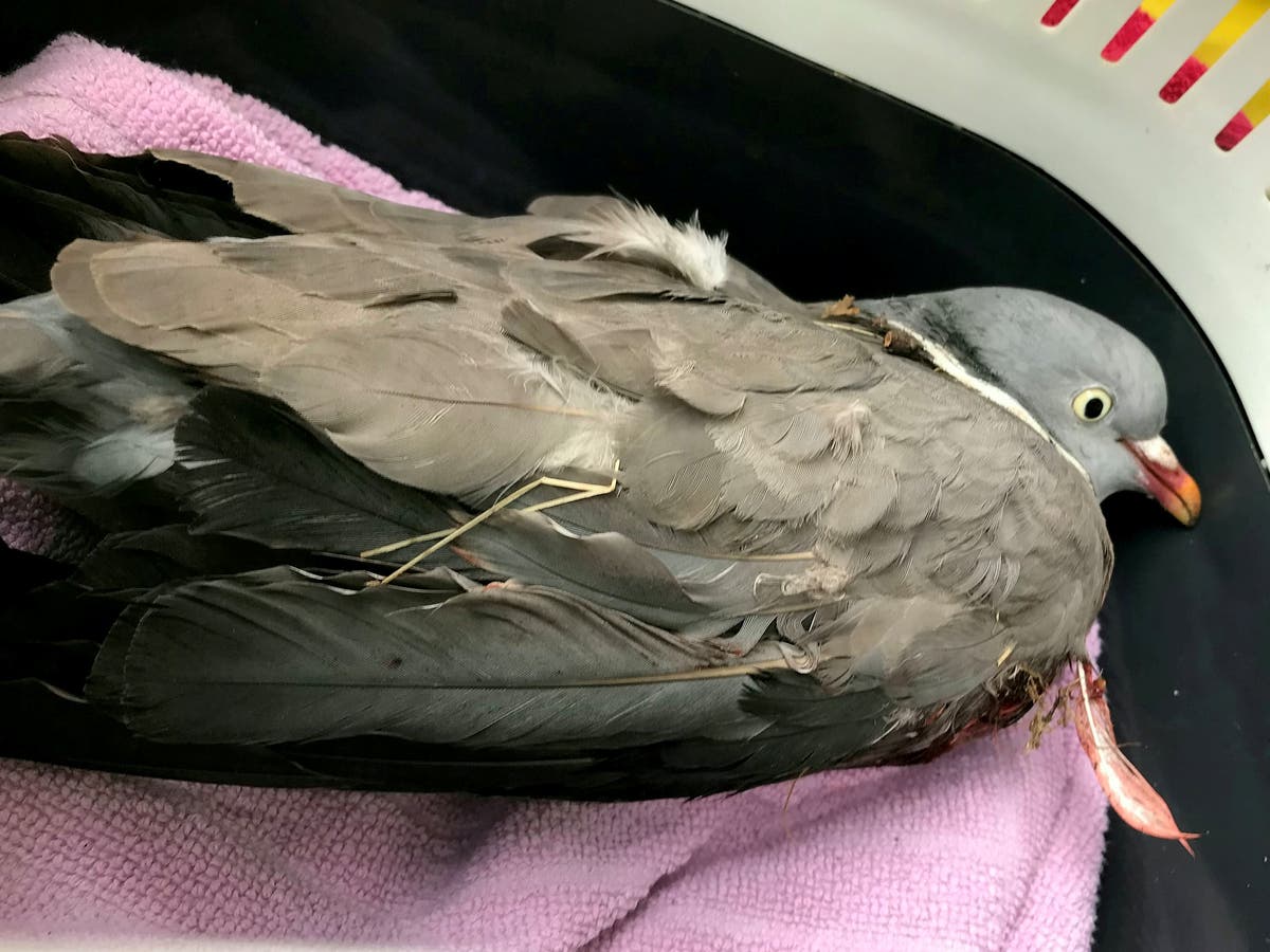 Teen tries to rip off pigeon&rsquo;s wings