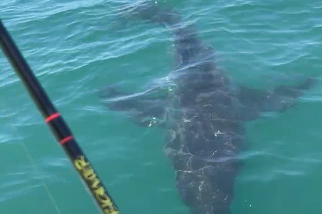 <p>A video showing the Great White shark spotted near Sea Isle City</p>