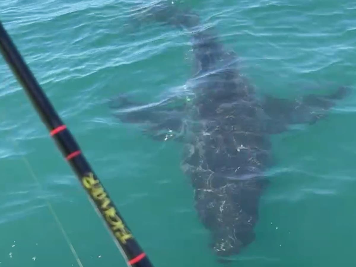 Large Great White Shark Pings Off Of Ocean City, New Jersey Coast