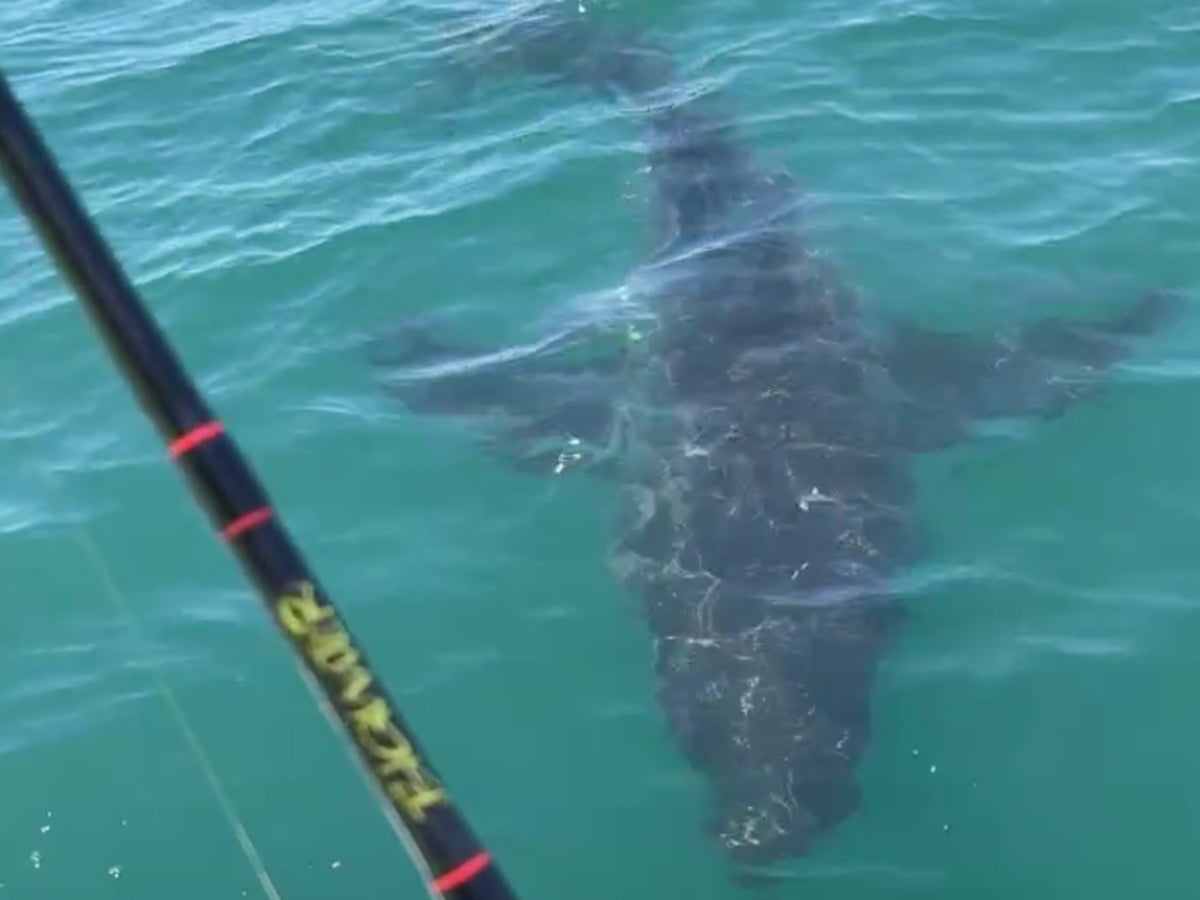 Large great white shark lurks off New Jersey coast